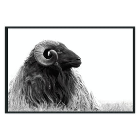 Horn Black/White Photography 48x72 - Ornate Home