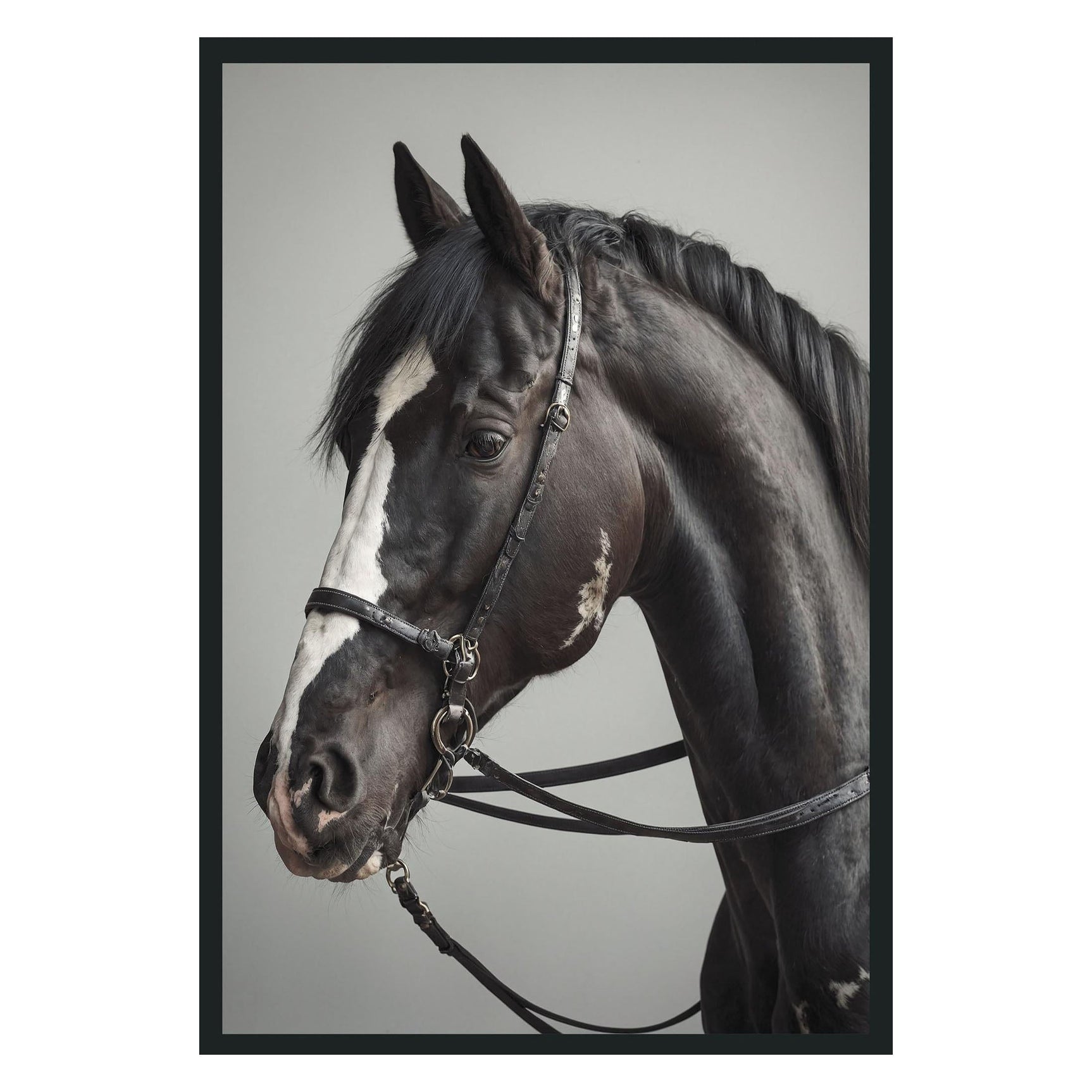 Horse Black Photography 48x72 - Ornate Home