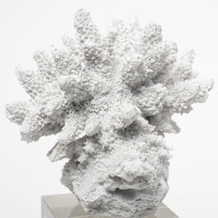 Isla White/Coral Large Replica Resin on Clear Glass - Ornate Home