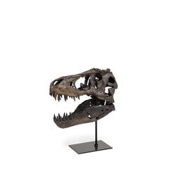 Jurassic Brown Resin Tyrannosaurus Skull Replica - Ornate Home