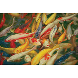 Koi Multicolor Printed Canvas Painting - Ornate Home