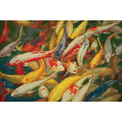 Koi Multicolor Printed Canvas Painting - Ornate Home