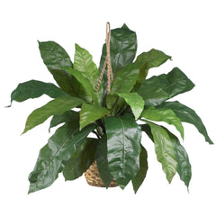 Large Birds Nest Fern Hanging Basket - Ornate Home