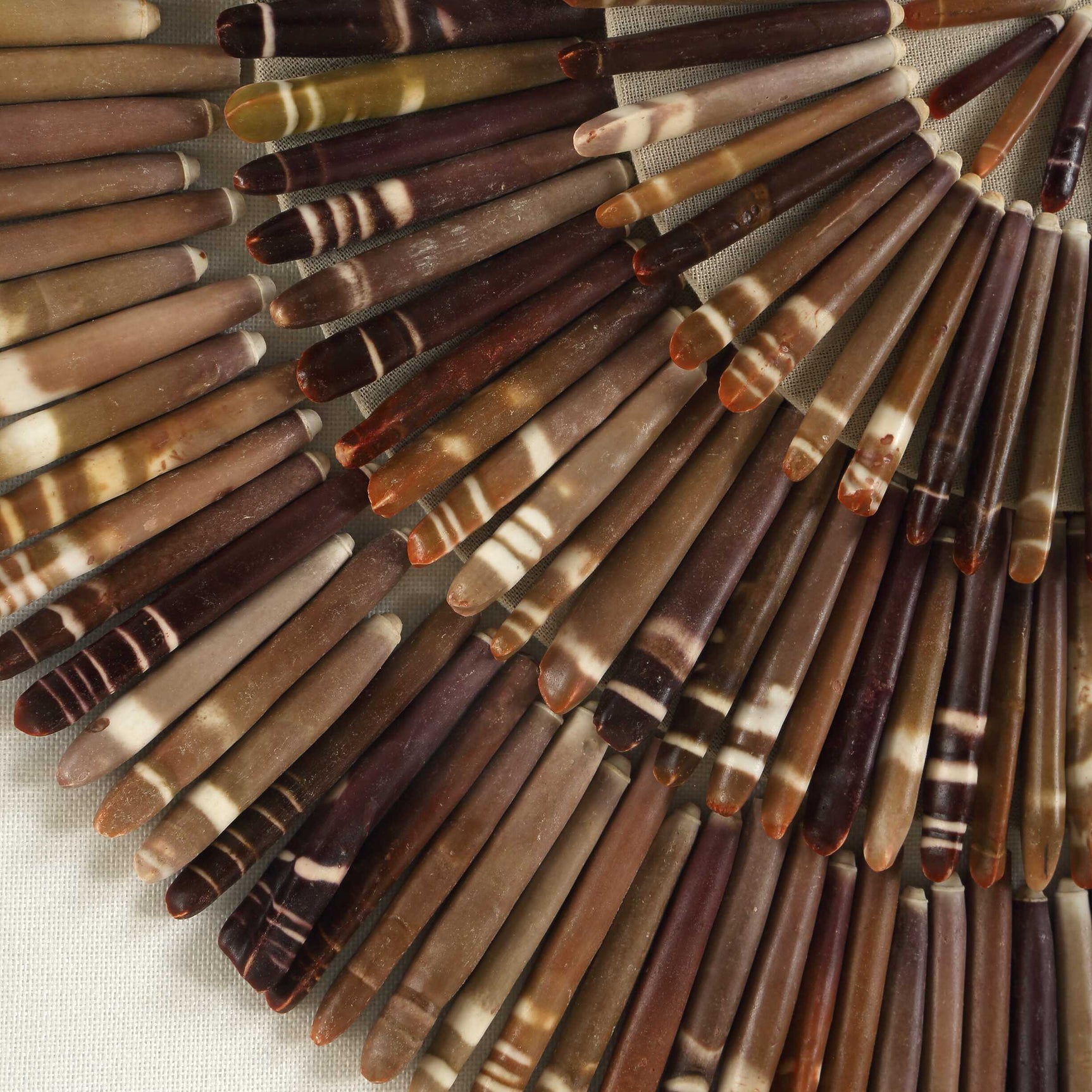 Tiger Sea Urchin Brown Shadow Box