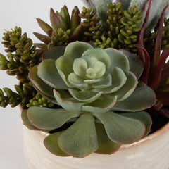 Mesa Succulent Green Accent - Ornate Home