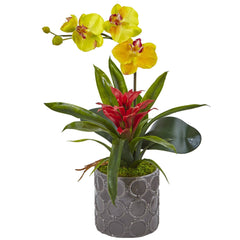 Mini Phalaenopsis Orchid and Bromeliad in Gray Vase - Ornate Home
