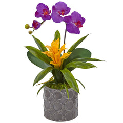 Mini Phalaenopsis Orchid and Bromeliad in Gray Vase - Ornate Home