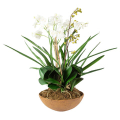 Moth Orchid Brown/Green/White Planter - Ornate Home