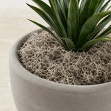 Natural Spanish Moss - 3Lbs