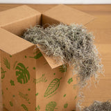 Natural Spanish Moss - 5Lbs