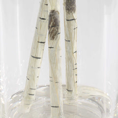 Nigra Birch Vase Centerpiece - Ornate Home