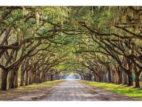 Oak Alley Tempered Glass w / Foil Wall Art - Ornate Home