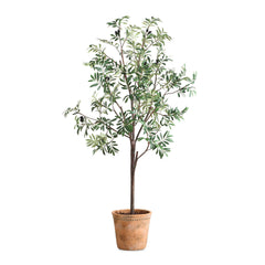 Olea Olive Potted Tree - Ornate Home