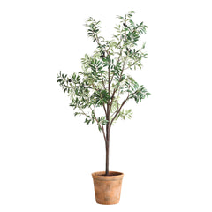 Olea Olive Potted Tree - Ornate Home