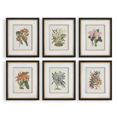 Orchid Multicolor Botanical Framed Prints (Set of 6) - Ornate Home