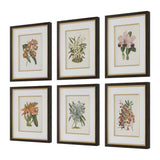 Orchid Multicolor Botanical Framed Prints (Set of 6) - Ornate Home