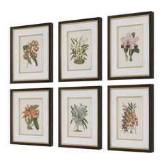 Orchid Multicolor Botanical Framed Prints (Set of 6) - Ornate Home
