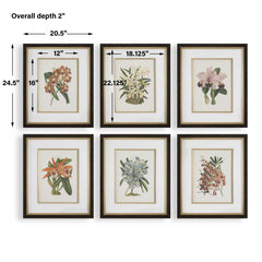 Orchid Multicolor Botanical Framed Prints (Set of 6) - Ornate Home