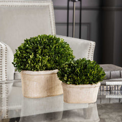Oval Domes Green Preserved Boxwood (Set of 2) - Ornate Home