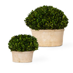 Oval Domes Green Preserved Boxwood (Set of 2) - Ornate Home