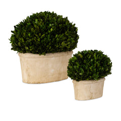 Oval Domes Green Preserved Boxwood (Set of 2) - Ornate Home