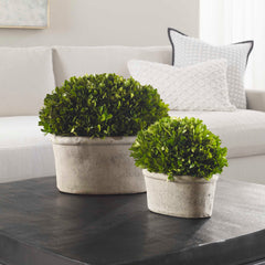Oval Domes Green Preserved Boxwood (Set of 2) - Ornate Home