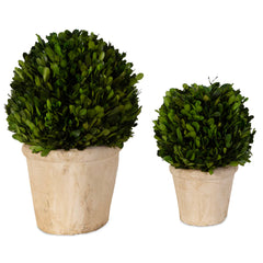 Oval Domes Green Preserved Boxwood (Set of 2) - Ornate Home