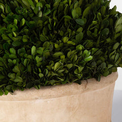 Oval Domes Green Preserved Boxwood (Set of 2) - Ornate Home
