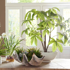 Pachira Money Green Tree - Ornate Home