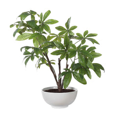 Pachira Money Green Tree - Ornate Home