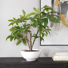 Pachira Money Green Tree - Ornate Home