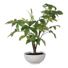 Pachira Money Green Tree - Ornate Home