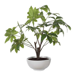 Pachira Money Green Tree - Ornate Home