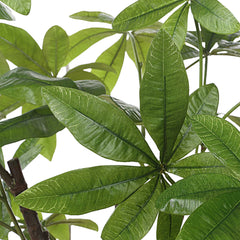 Pachira Money Green Tree - Ornate Home