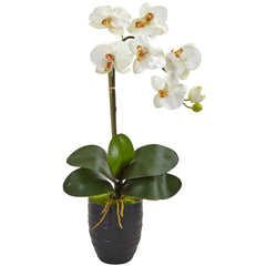 Phalaenopsis Orchid in Black Vase - Ornate Home