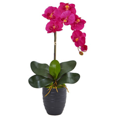 Phalaenopsis Orchid in Black Vase - Ornate Home