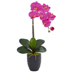 Phalaenopsis Orchid in Black Vase - Ornate Home