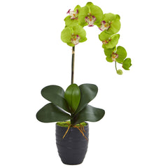 Phalaenopsis Orchid in Black Vase - Ornate Home