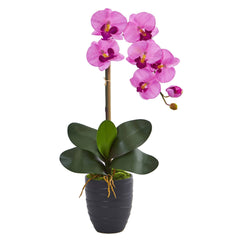 Phalaenopsis Orchid in Black Vase - Ornate Home