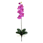 Orchid