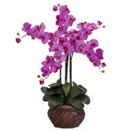 Orchid