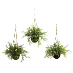 Ruscus, Sedum & Springeri Hanging Basket (Set of 3) - Ornate Home