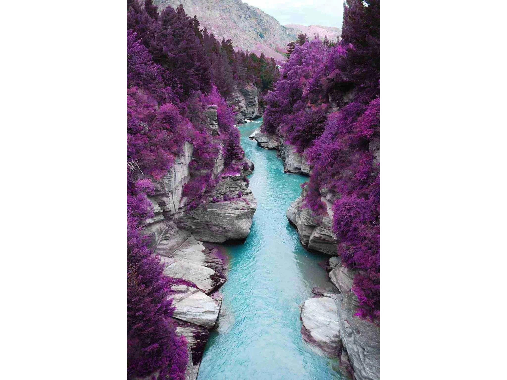 Purple Trees in Canyon Tempered Glass w / Foil - Ornate Home