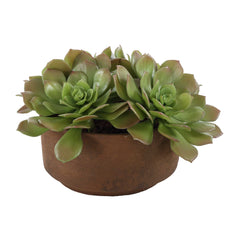 Sable Succulent Brown/Green Accent In Pot - Ornate Home