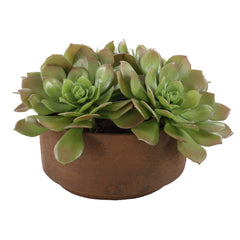 Sable Succulent Brown/Green Accent In Pot - Ornate Home
