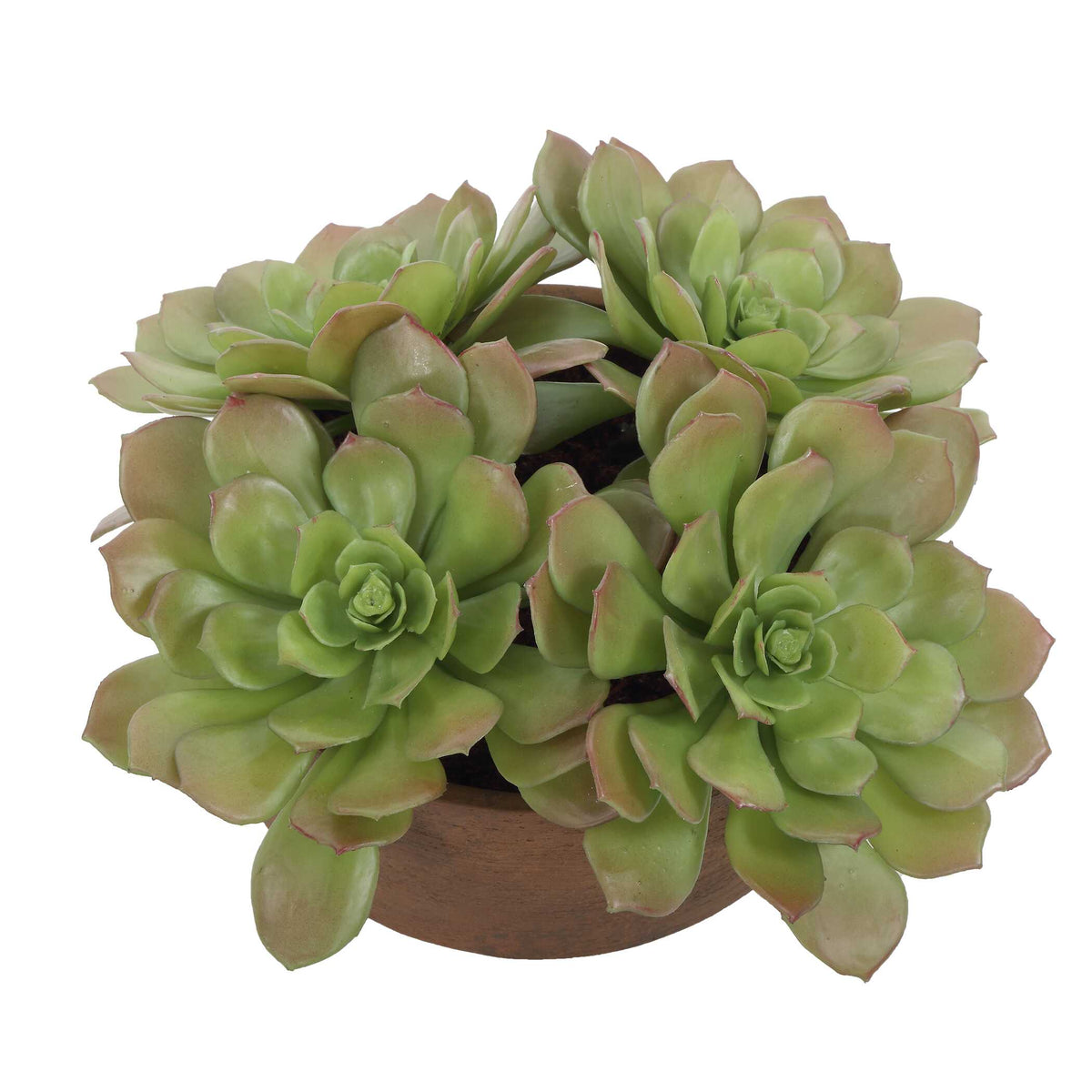 Sable Succulent Brown/Green Accent In Pot - Ornate Home