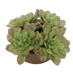 Sable Succulent Brown/Green Accent In Pot - Ornate Home