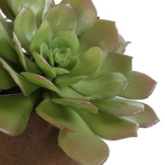 Sable Succulent Brown/Green Accent In Pot - Ornate Home