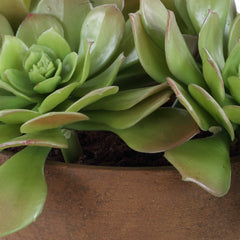 Sable Succulent Brown/Green Accent In Pot - Ornate Home