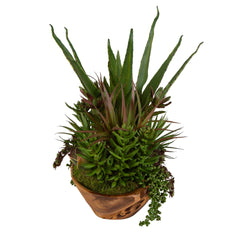 Salar Teak Succulents In Bowl - Ornate Home